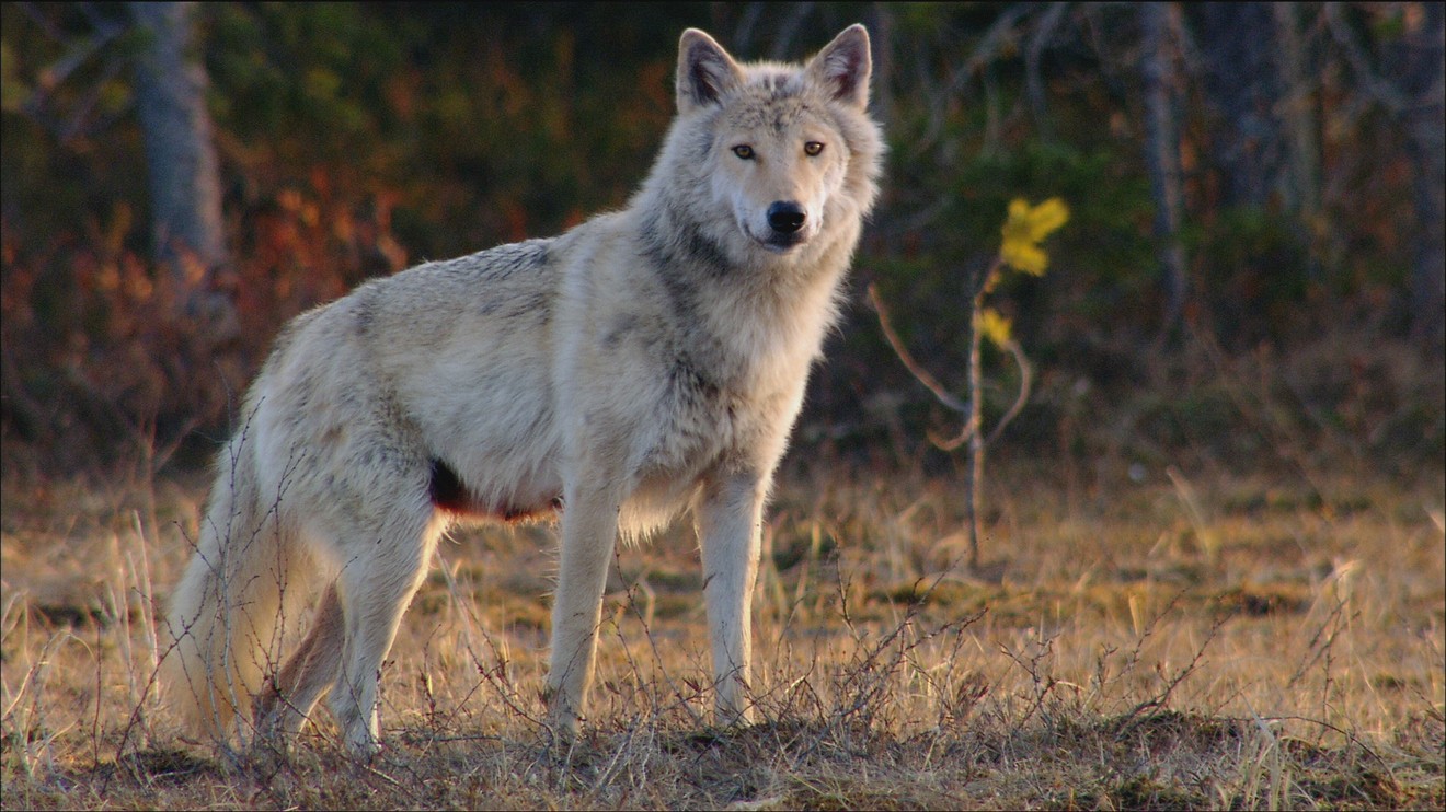 Lesní pohádky bratří Grimmů