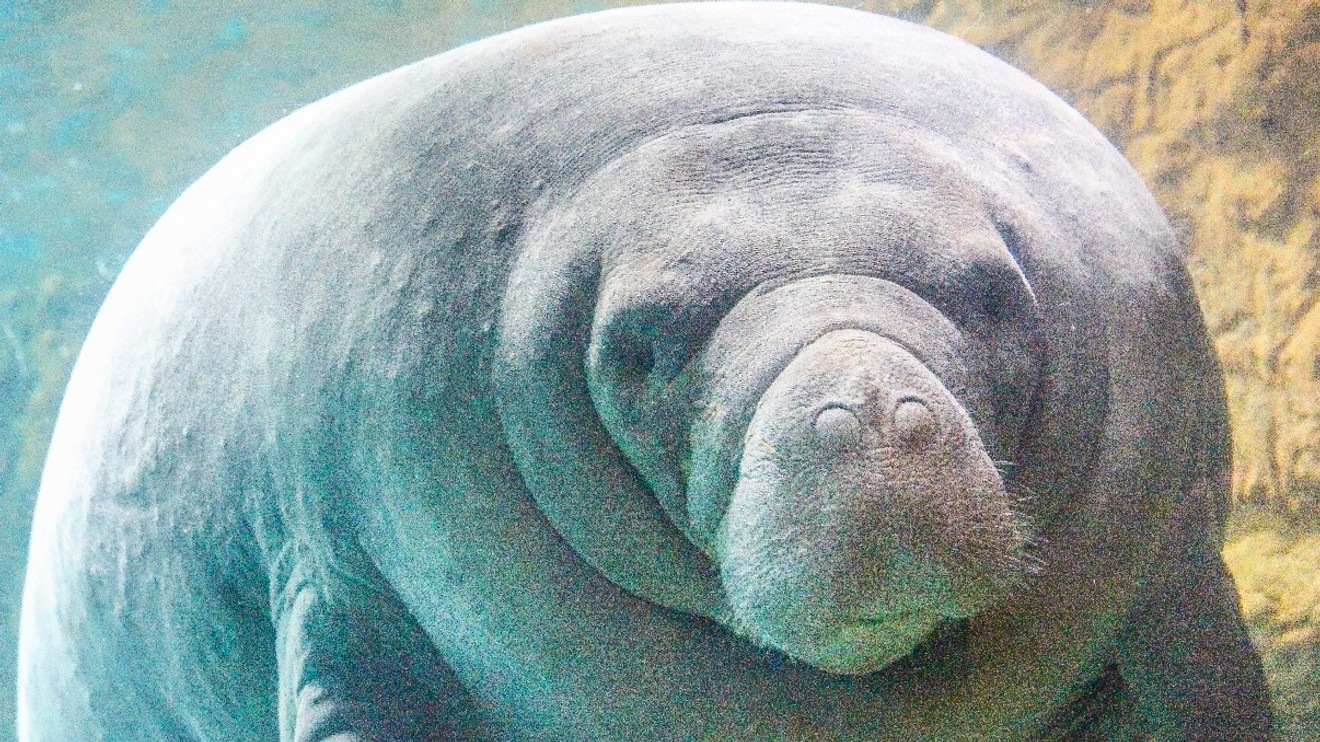 Tajemství rovníkové divočiny