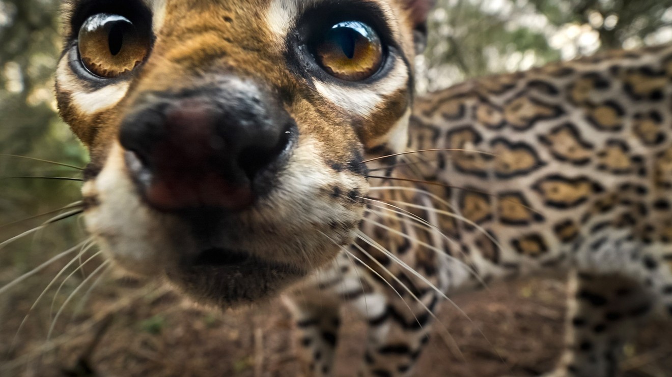 Americký ocelot