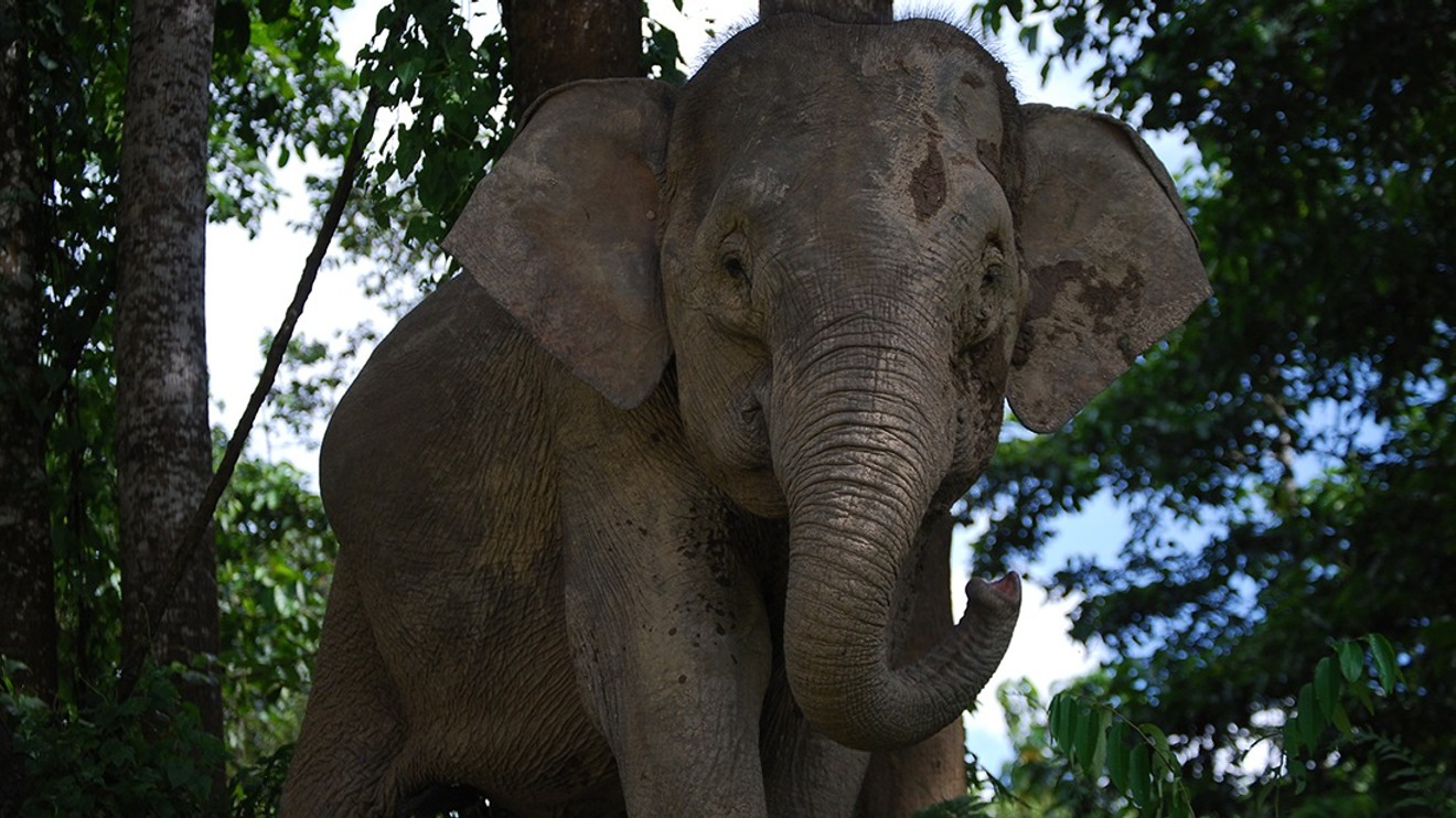 Borneo a jeho zázračný prales