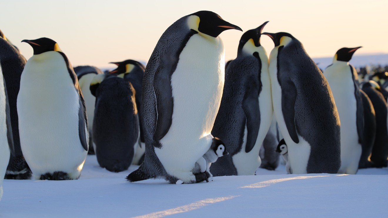 Tajemství tučňáků