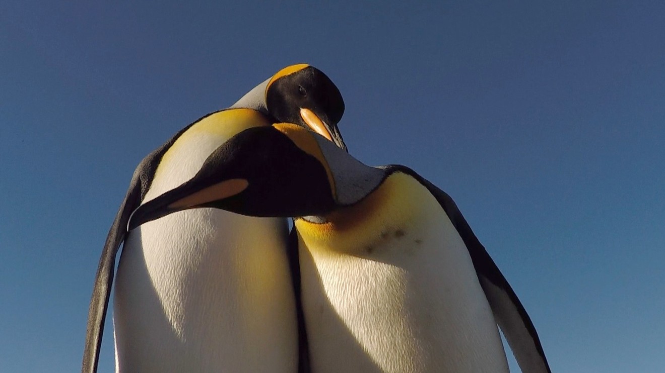 Láska mezi zvířaty