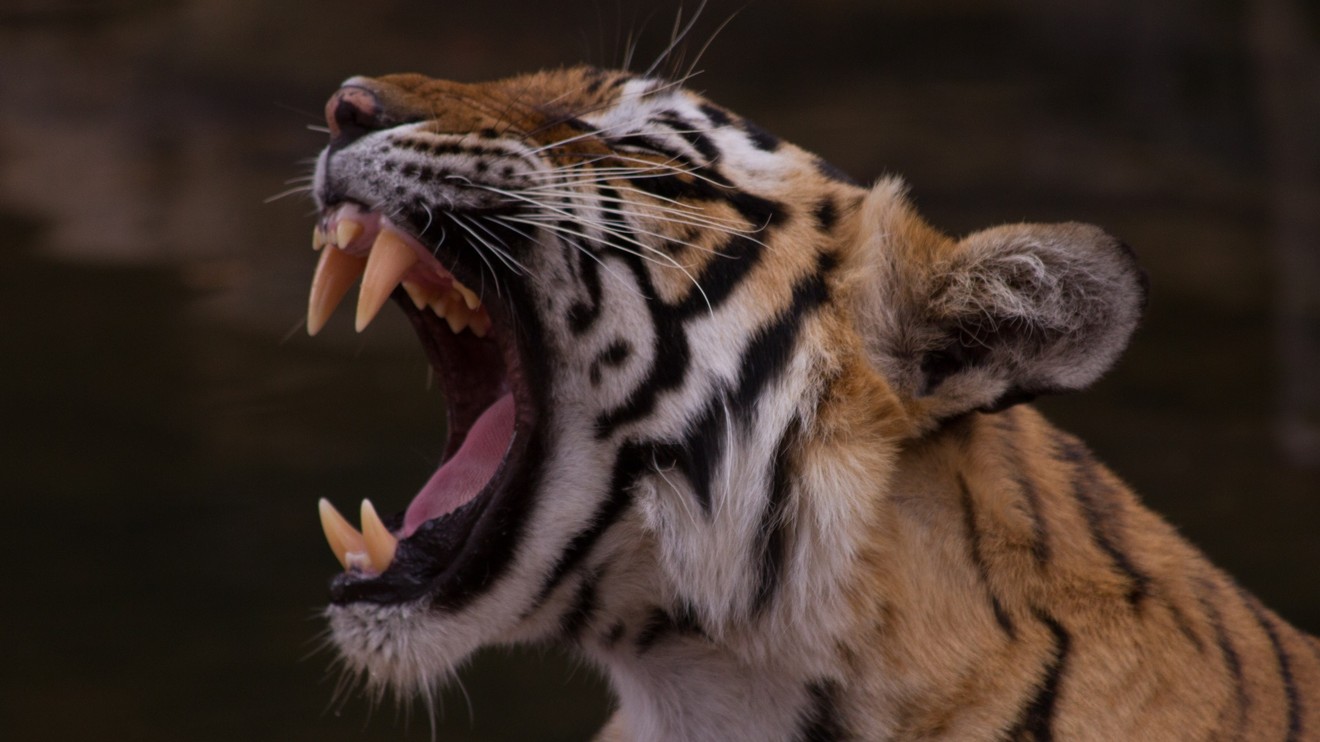 Tajný život predátorů