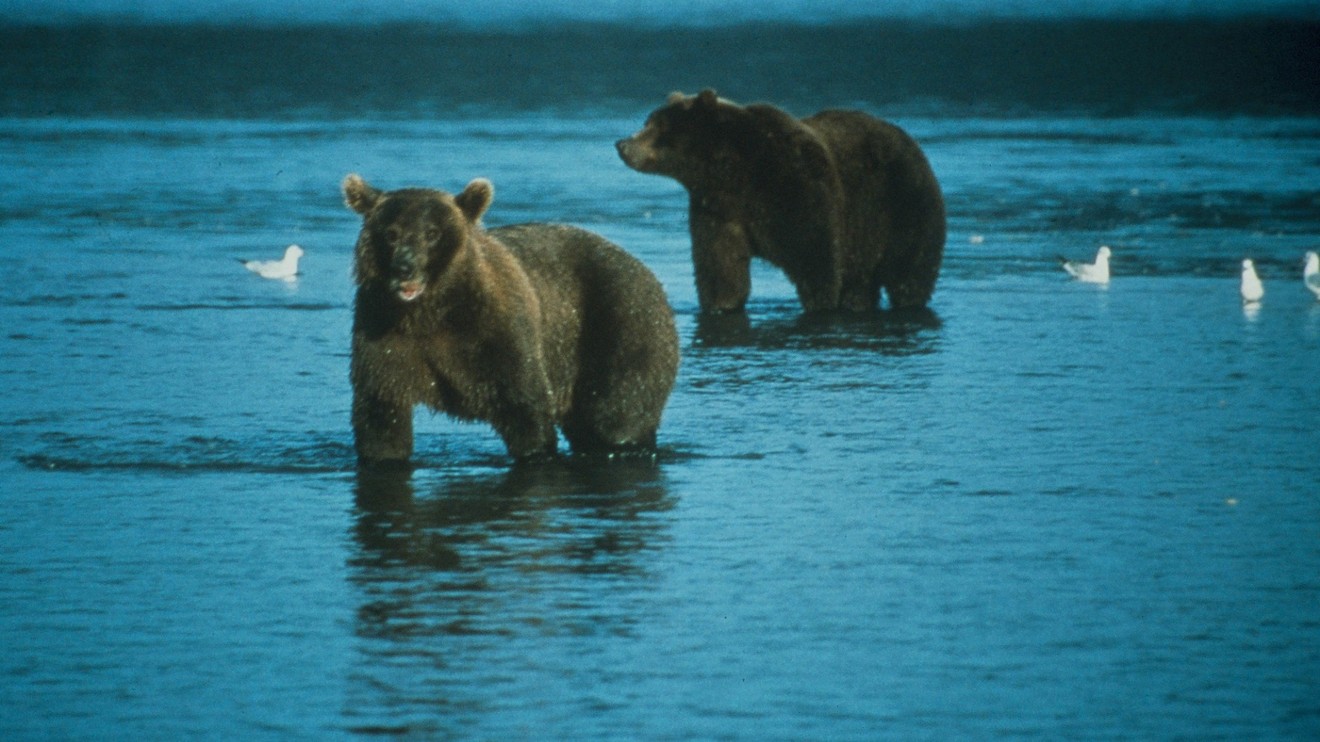 Země plná grizzlyů