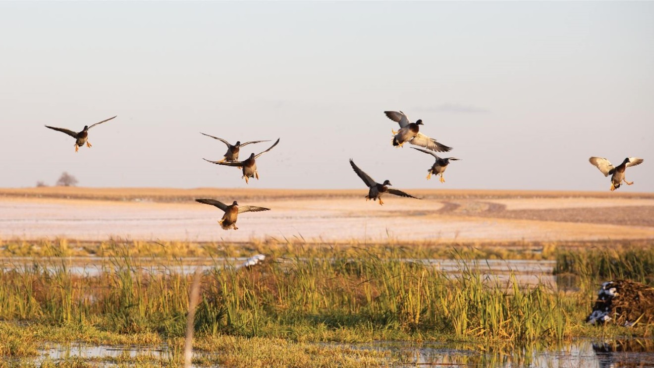 Ptačí křídla nad mokřady