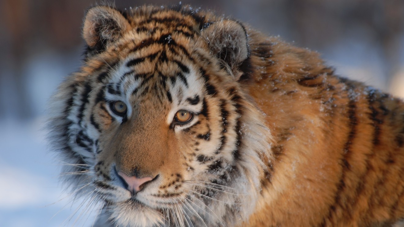 Ruský tygr: Král tajgy