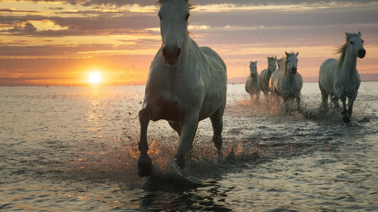 Europe: One Continent - Five Worlds