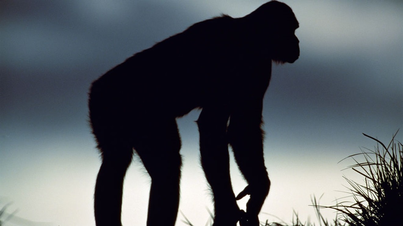 Království opů: Bitevní linie