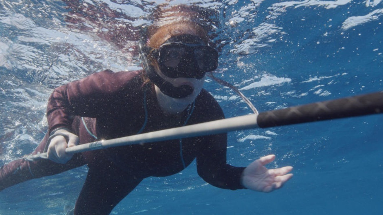 Největší žralok bělavý