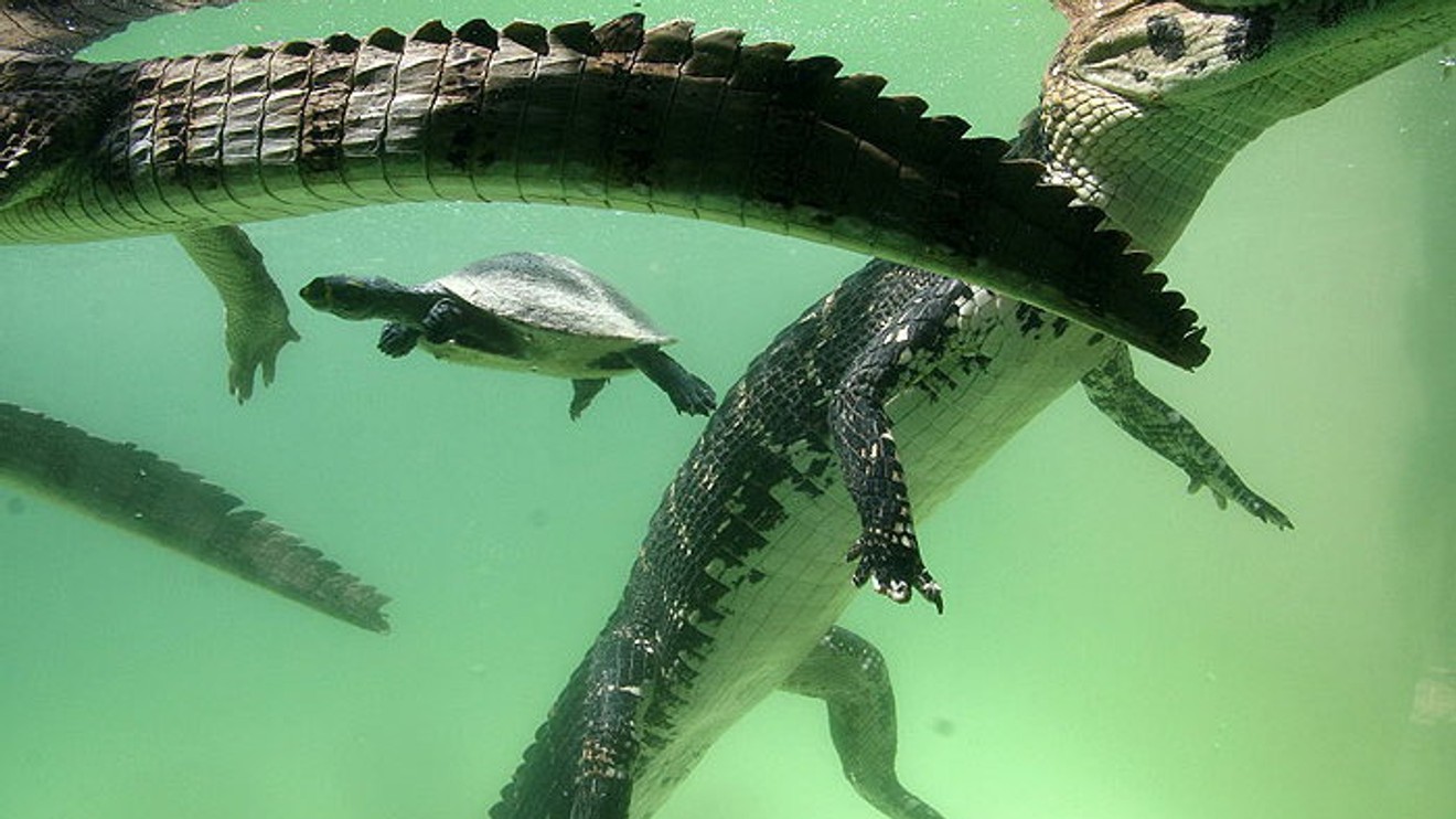 Jezero tisíce kajmanů