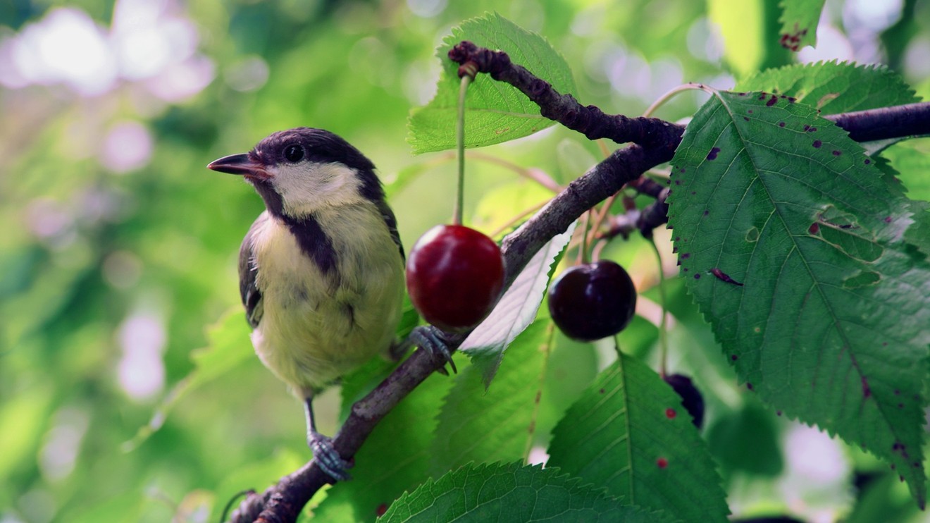 Tajný život sýkorek