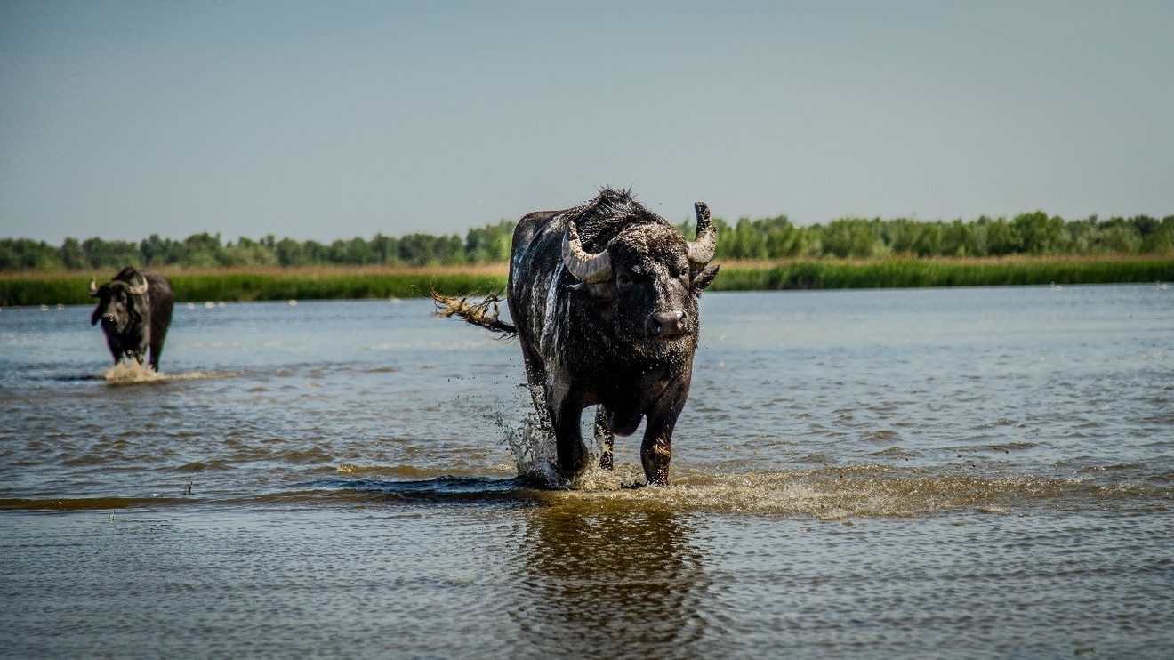 Nová divočina Evropy