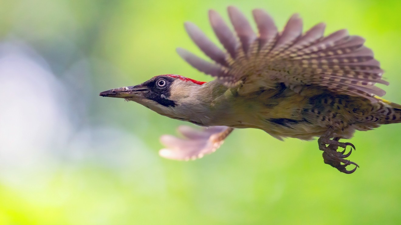 O datlech a dutinách