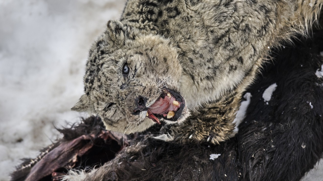 Hledání levhartů sněžných: Hon za stíny