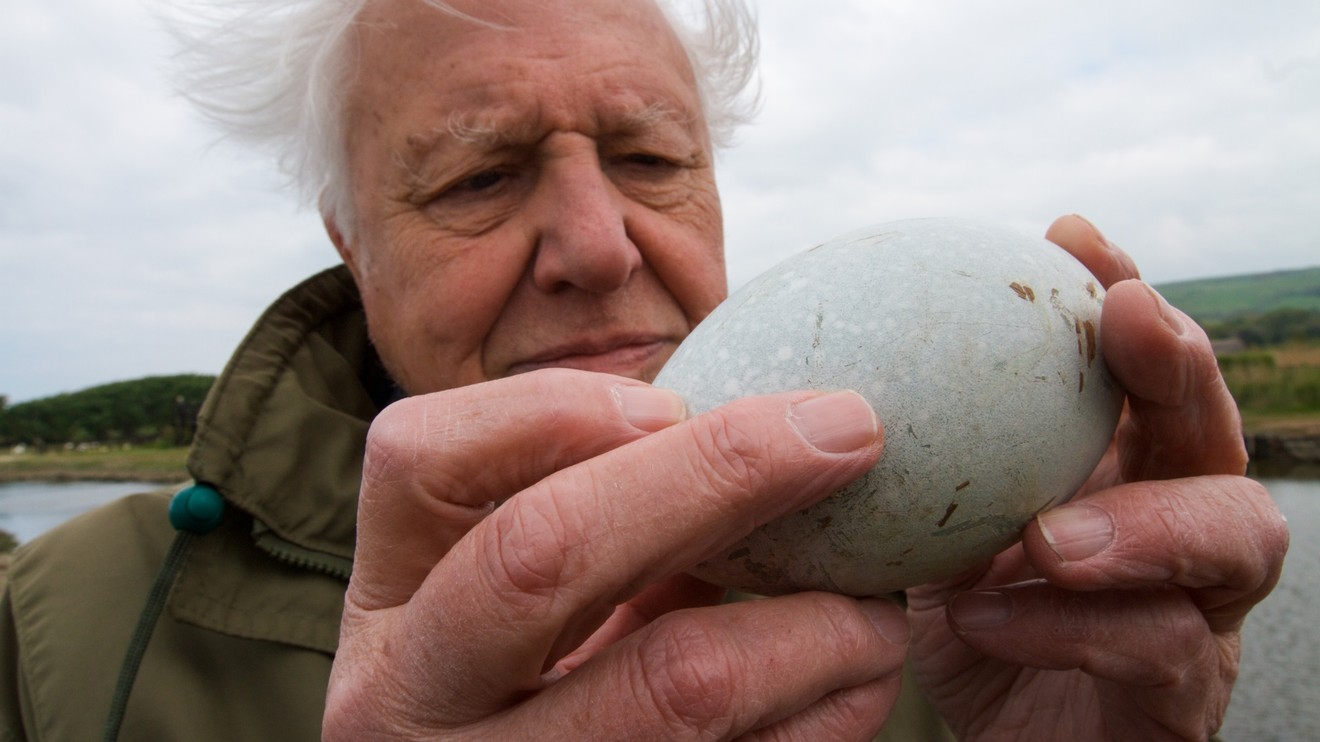 Vejce - zázrak přírody s Davidem Attenboroughem