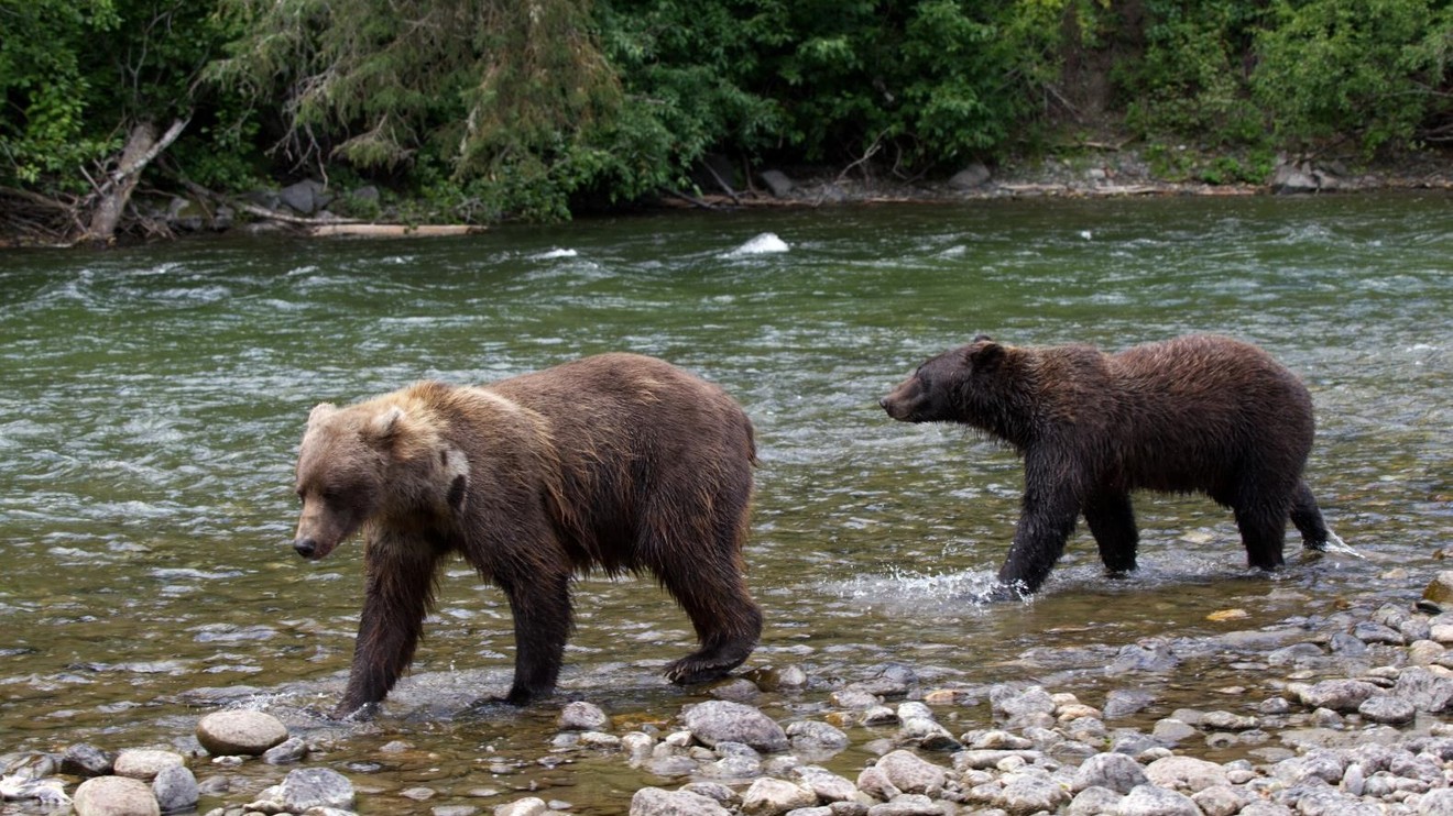 Dospívání grizzlyho: Příběh dvou sirotků