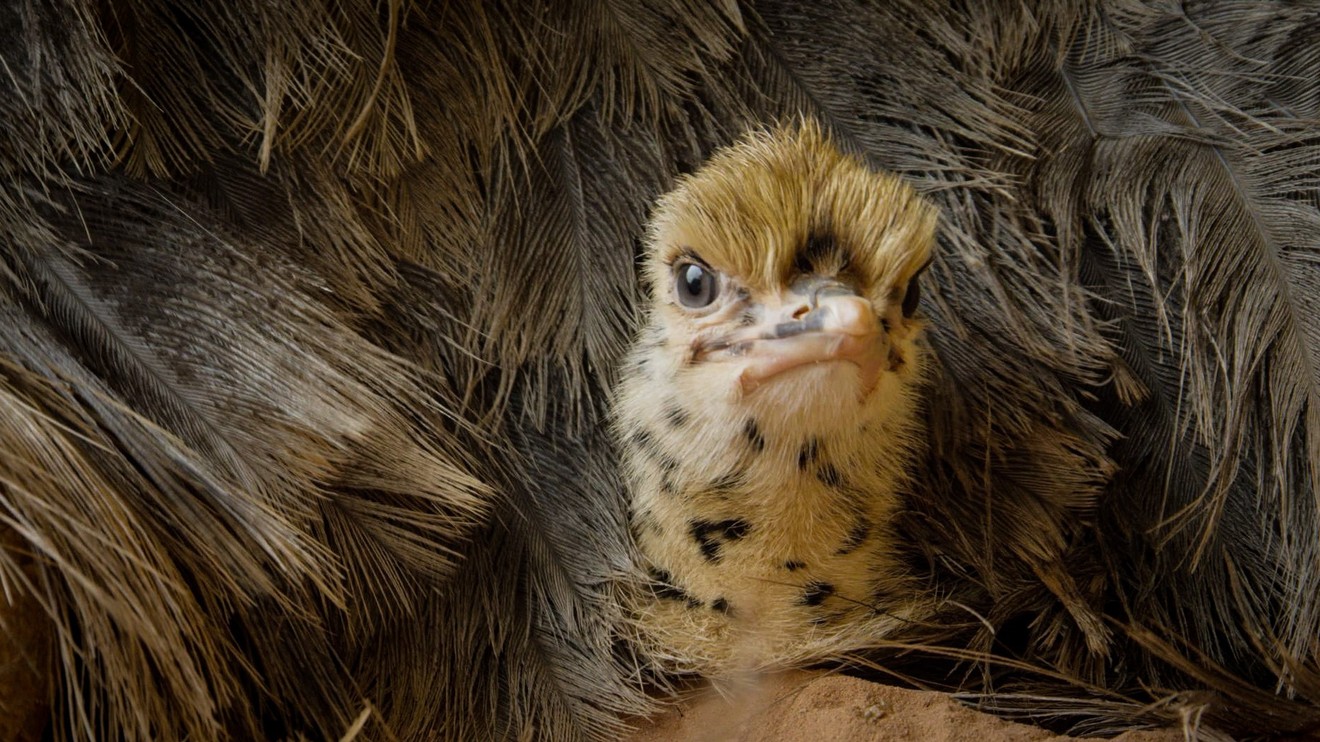 Vajce - počiatok života