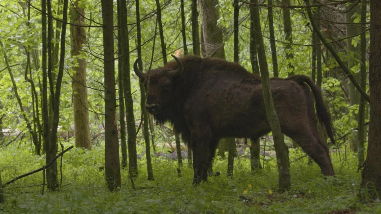 Zubor: Európsky bizón