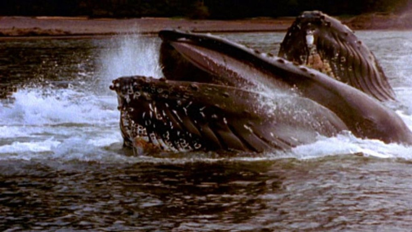 Nejnebezpečnější velryba světa