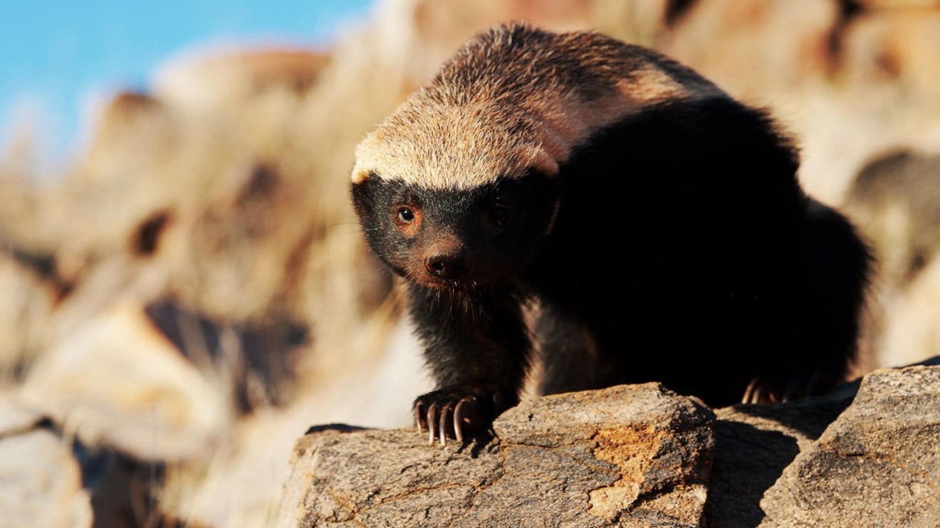 Legenda jménem medojed