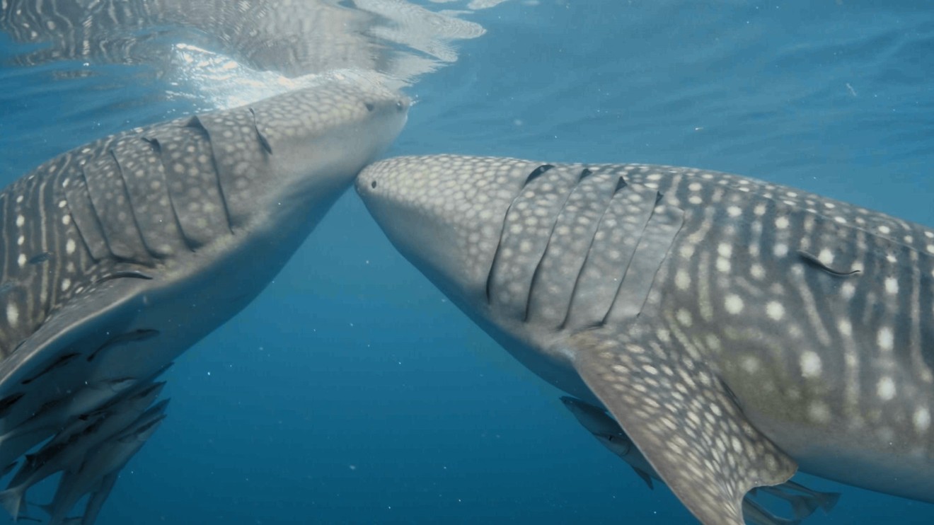 Magický svět útesu