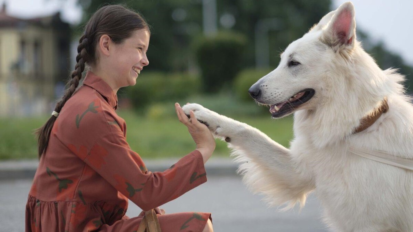 Pes, který cestoval vlakem