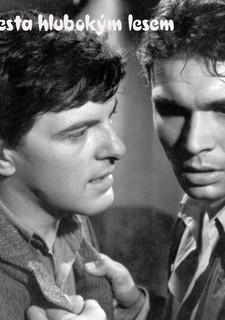 Cesta hlubokým lesem