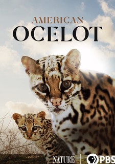 Americký ocelot