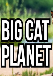 Planeta velkých koček