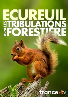 Paní veverka - dobrodružství tisíce a jednoho oříšku