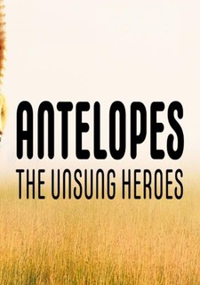 Království antilop