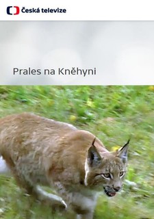 Prales na Kněhyni