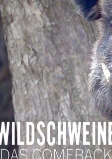 Divoké prase - Návrat