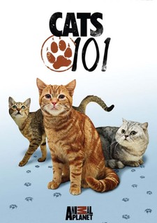 Seznámení s kočkami