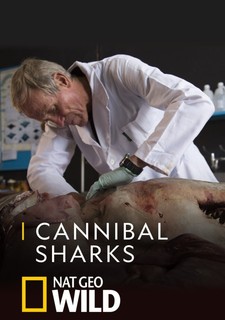 Žraloci kanibalové