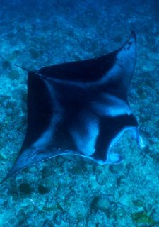 Maledivy - vodní království indického oceánu