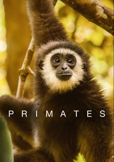 Primates