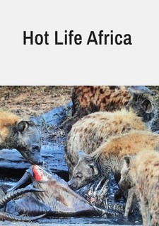 Hot Life: Africa