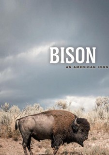 Bizon - ikona americkej divočiny