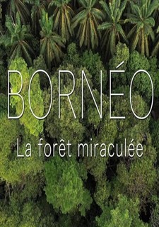 Borneo a jeho zázračný prales