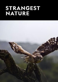 Strangest Nature