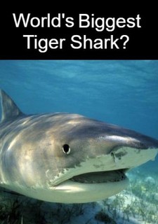 Největší žralok tygří na světě?