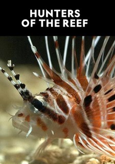 Lovci z korálových útesů