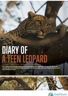 Levhart teenager