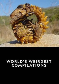 Nejpodivnější živočichové světa - to nejlepší