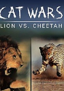 Války koček: Lev versus gepard
