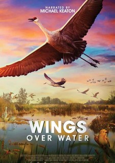 Ptačí křídla nad mokřady