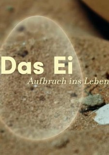 Vajce - počiatok života