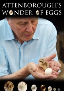 Vejce - zázrak přírody s Davidem Attenboroughem