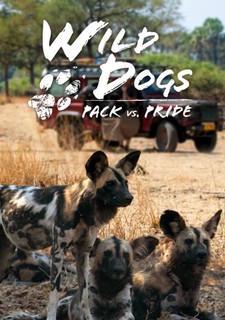Wild Dogs: Pack vs. Pride